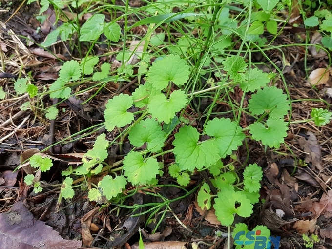 긴병꽃풀(학명 : Glechoma grandis (A. Gray) Kuprian)’은 꿀풀과의 여러해살이 초본식물로, 경기도와 전남, 경남, 황해도 등의 들판과 산지 등 습기가 있는 땅에서 서식한다(사진제공=산림환경연구소)