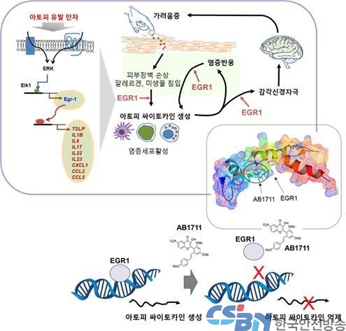 건국대학교 연구팀, 아토피 피부염 억제물질 개발