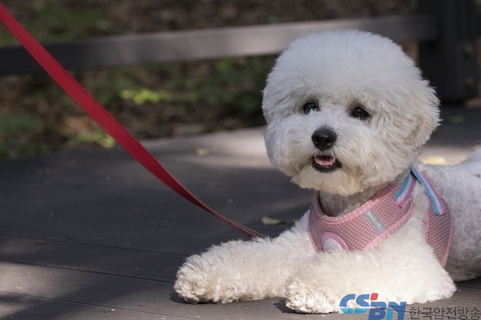 10월 1일부터 반려동물 진료비 부담 완화…부가세 면제 항목 확대