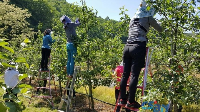 지품면 삼화리 사과 농장 일손돕기 장면